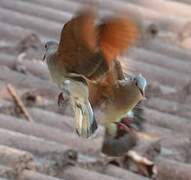 Blue-spotted Wood Dove