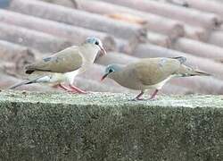 Blue-spotted Wood Dove