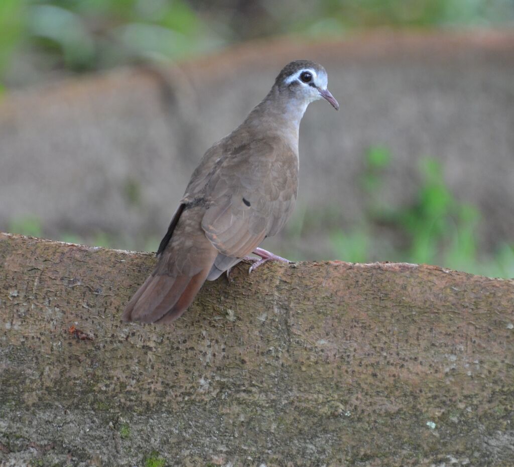 Tourtelette tambouretteadulte, identification