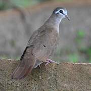 Tambourine Dove