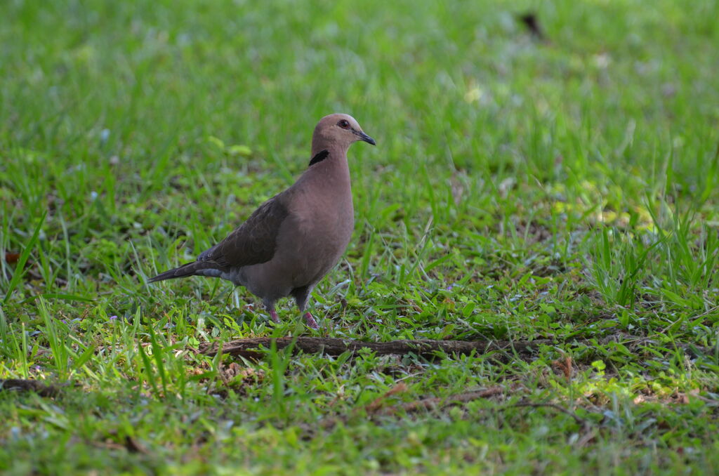 Tourterelle à collieradulte, identification