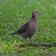 Red-eyed Dove