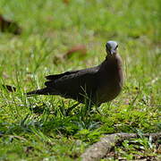 Red-eyed Dove