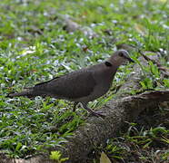 Red-eyed Dove