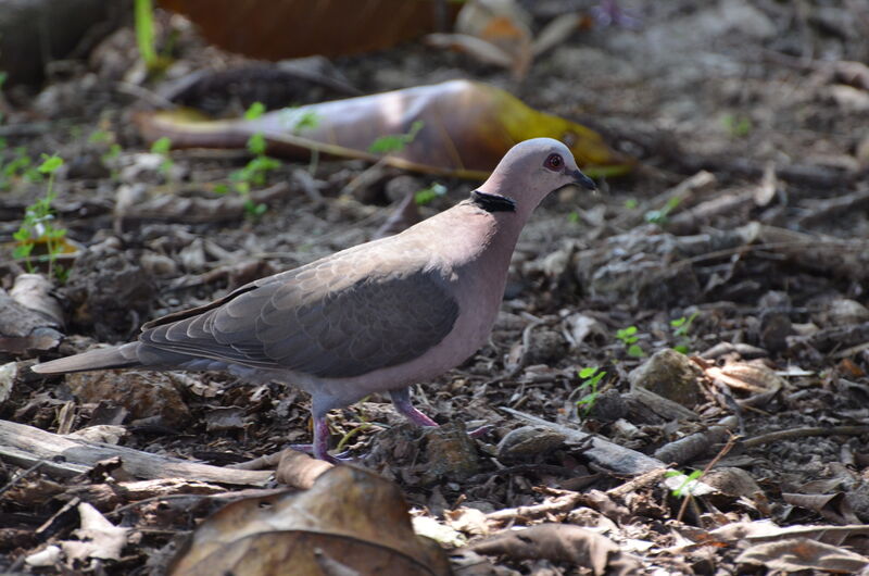 Red-eyed Doveadult, identification