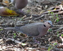 Red-eyed Dove