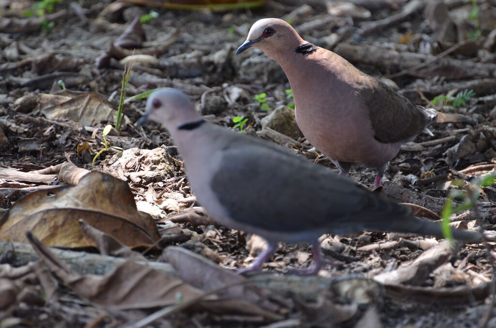 Red-eyed Doveadult, identification