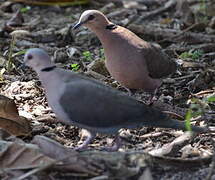 Red-eyed Dove