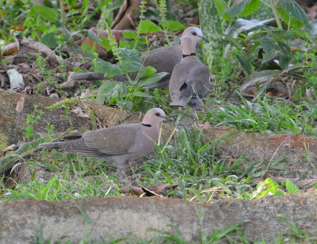 Red-eyed Dove