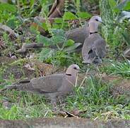 Red-eyed Dove