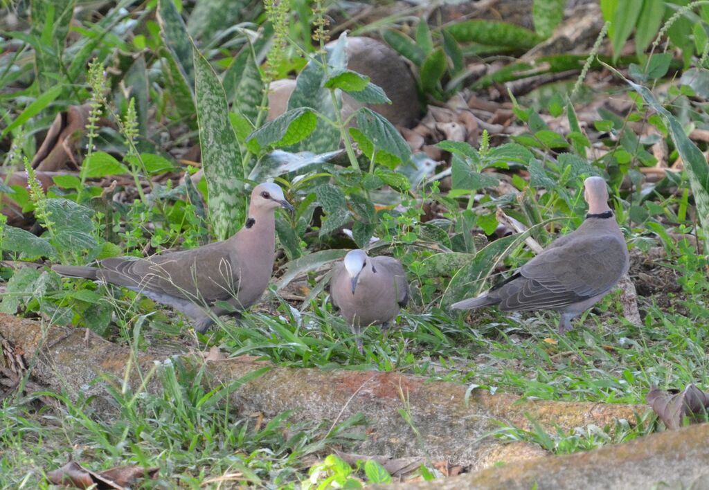 Red-eyed Doveadult, identification