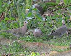 Red-eyed Dove