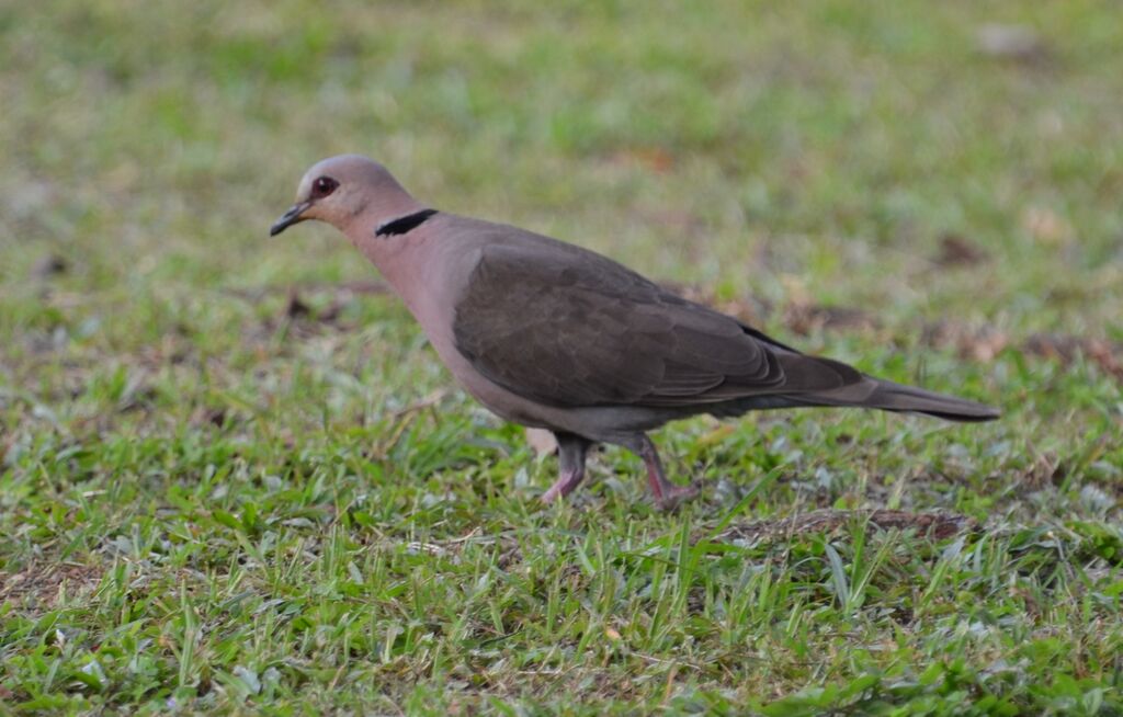 Red-eyed Doveadult, identification