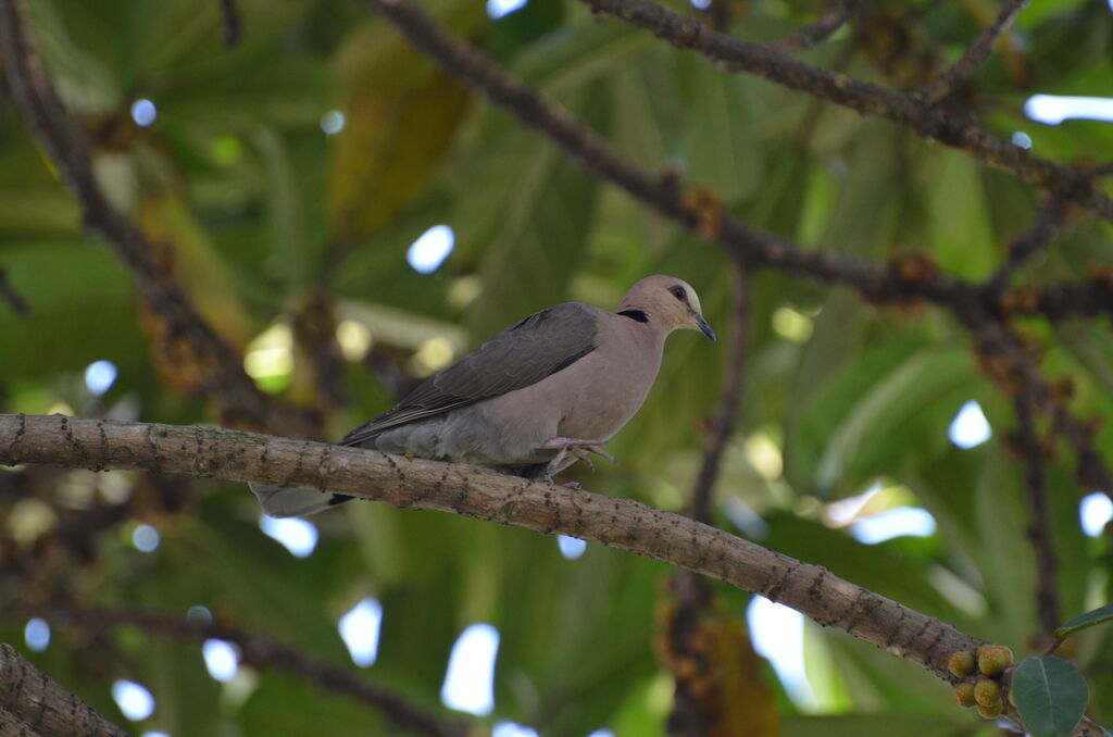 Red-eyed Doveadult, identification