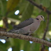 Red-eyed Dove