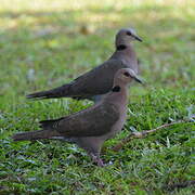 Red-eyed Dove