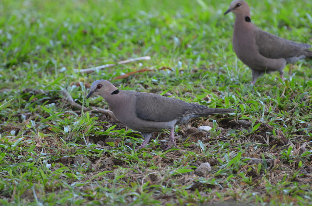 Tourterelle à collier, identification