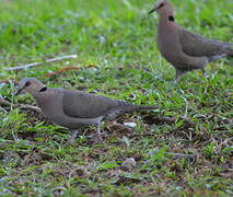 Red-eyed Dove