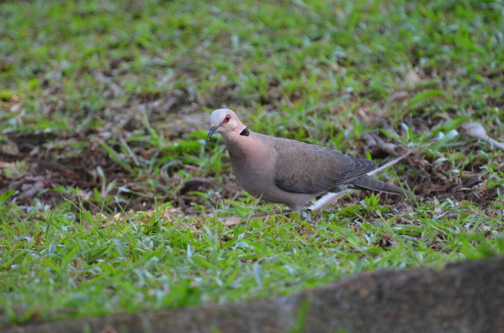 Red-eyed Doveadult, identification