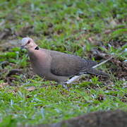 Red-eyed Dove