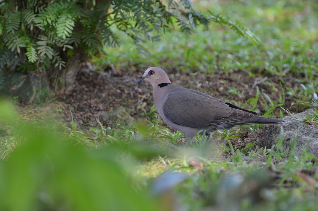 Tourterelle à collieradulte, identification