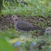 Red-eyed Dove