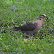 Red-eyed Dove