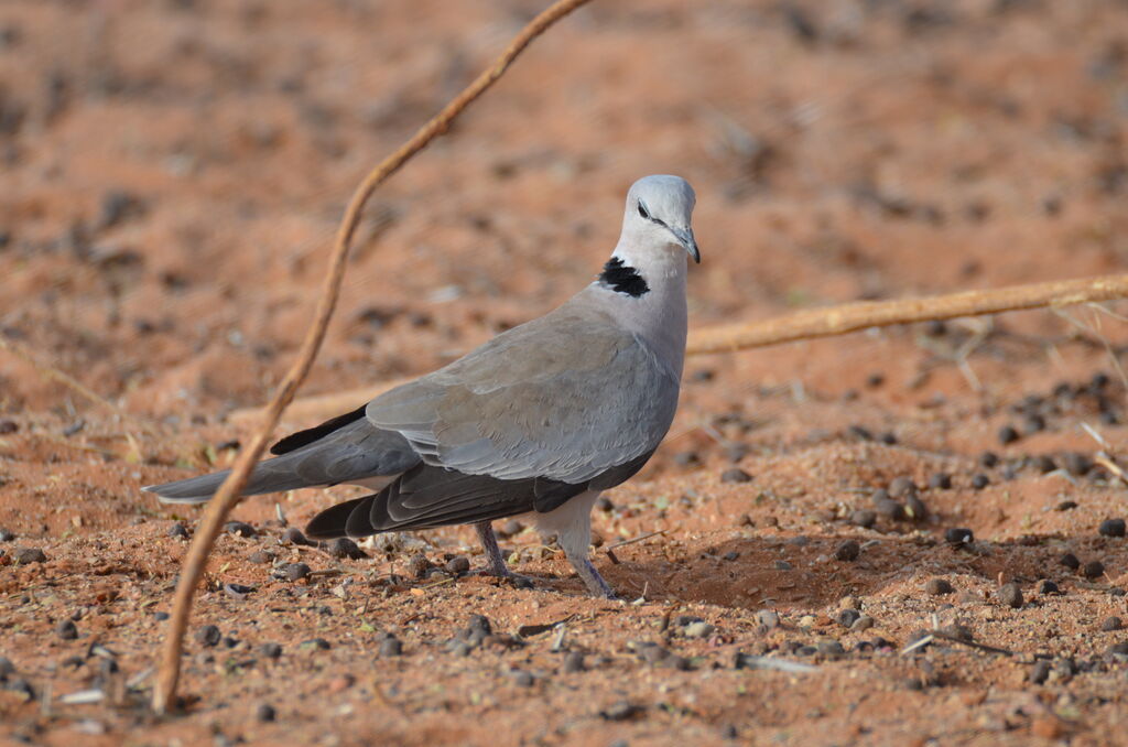 Ring-necked Doveadult, identification