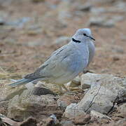 Ring-necked Dove