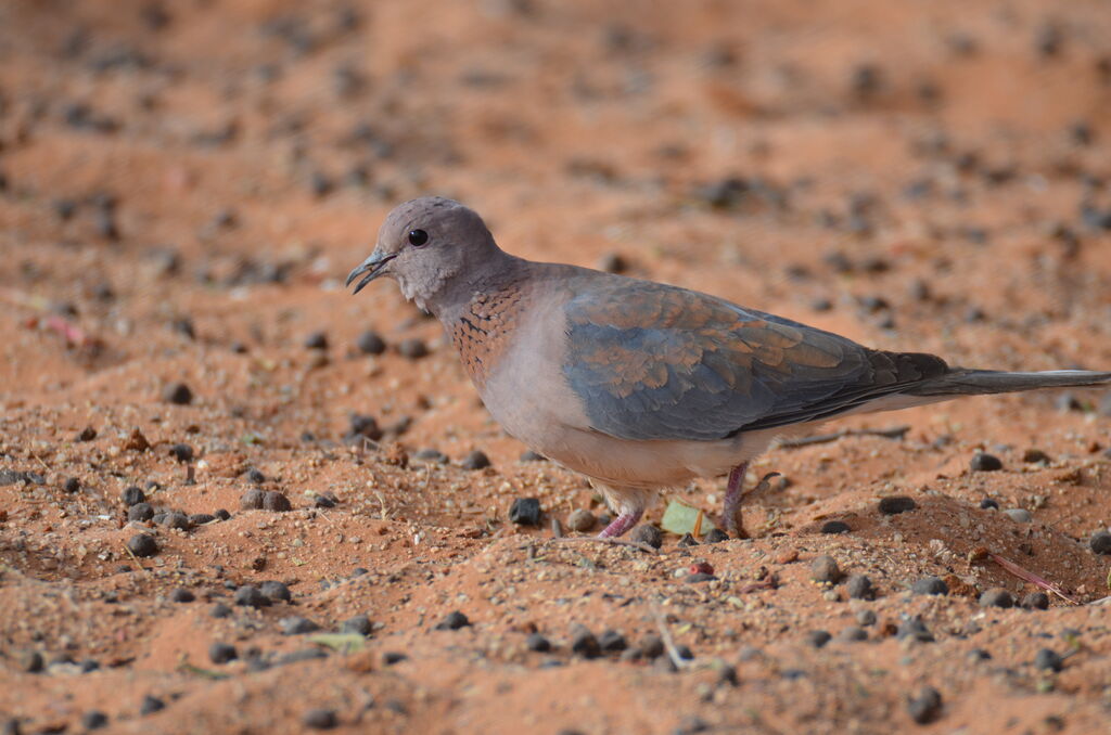 Laughing Doveadult, identification