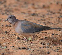 Laughing Dove