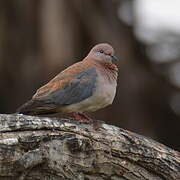 Laughing Dove