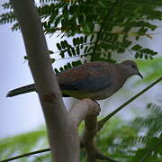 Laughing Dove