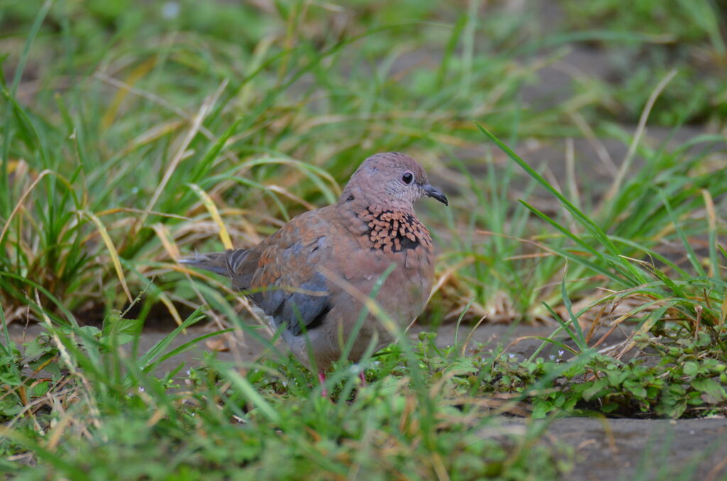 Laughing Doveadult, identification