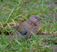 Laughing Dove