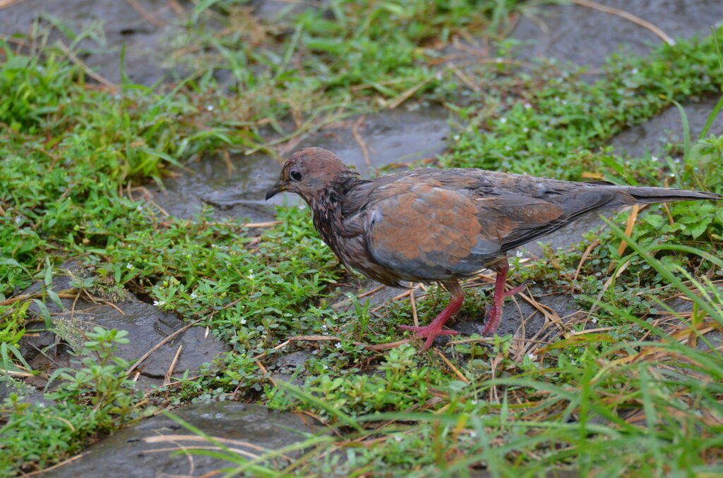 Laughing Doveadult, identification