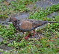 Laughing Dove