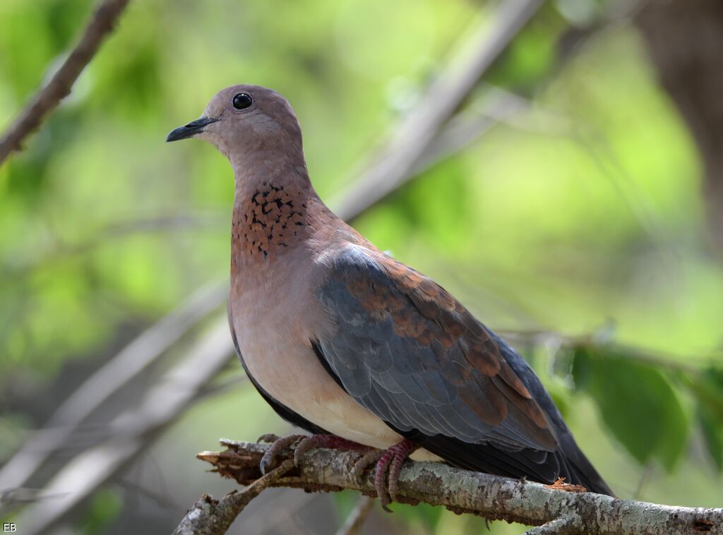 Laughing Doveadult, identification