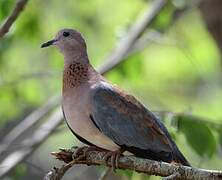 Laughing Dove