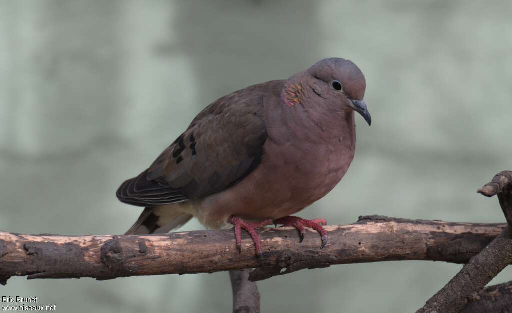 Eared Doveadult, close-up portrait