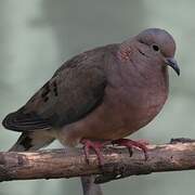 Eared Dove