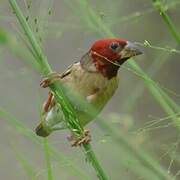 Red-headed Quelea