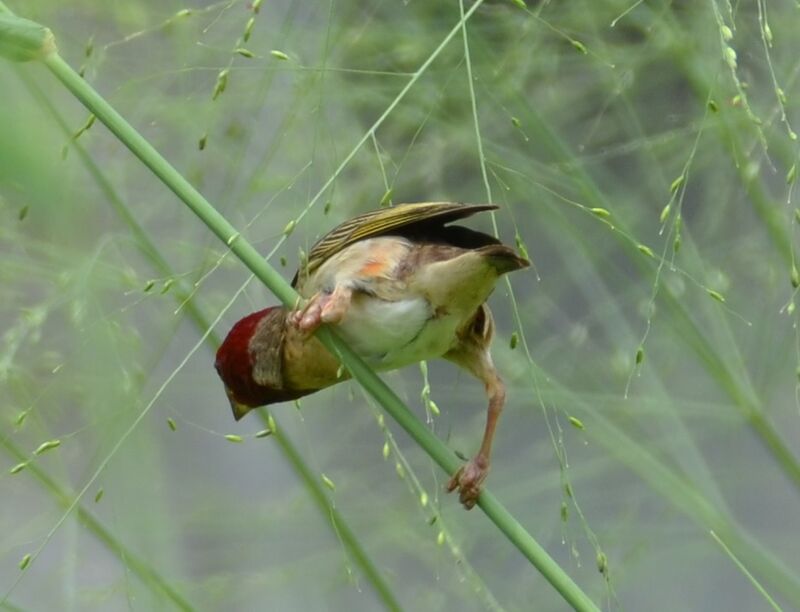 Red-headed Quelea male, identification, feeding habits