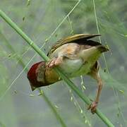 Red-headed Quelea