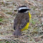 Rusty-margined Flycatcher