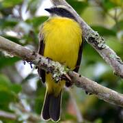 Rusty-margined Flycatcher