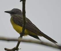 Tropical Kingbird