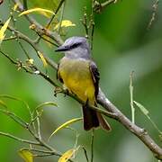 Tropical Kingbird