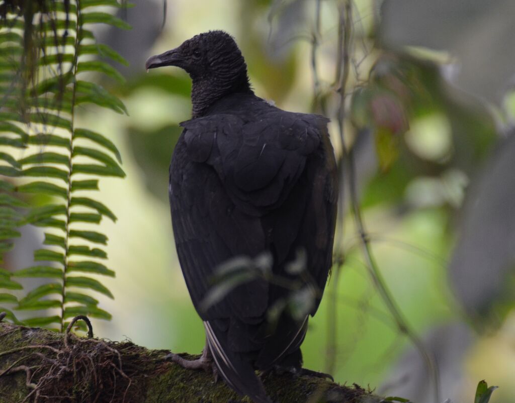 Urubu noiradulte, identification