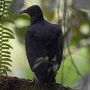 Black Vulture